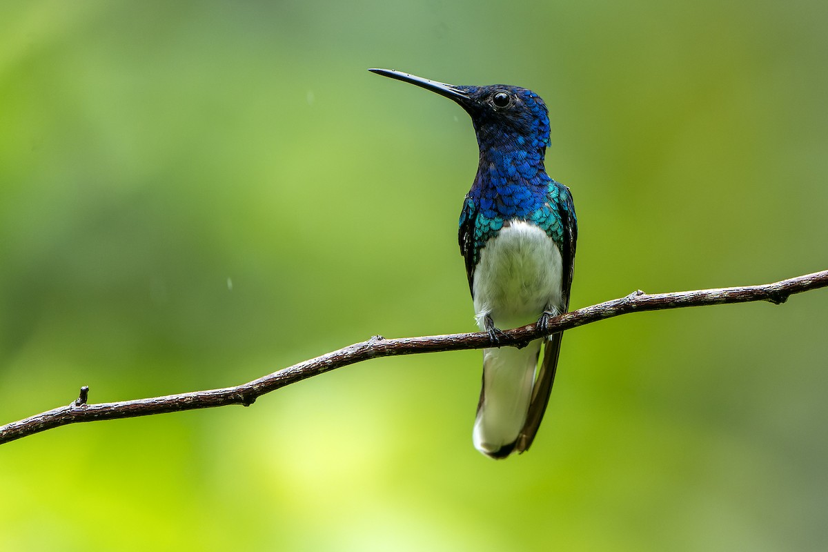 White-necked Jacobin - ML614008016