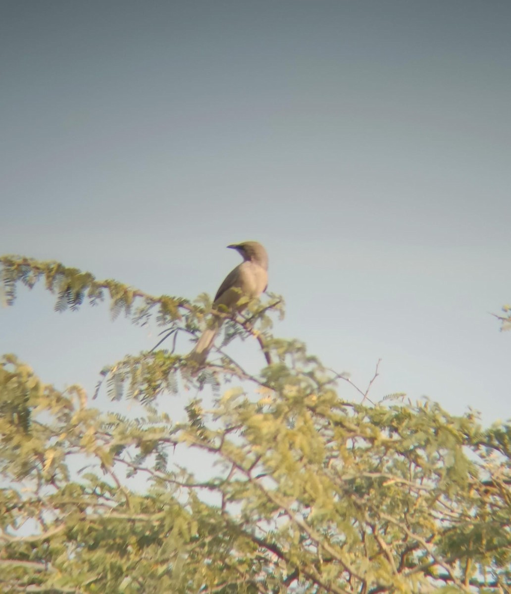 Large Gray Babbler - ML614008066