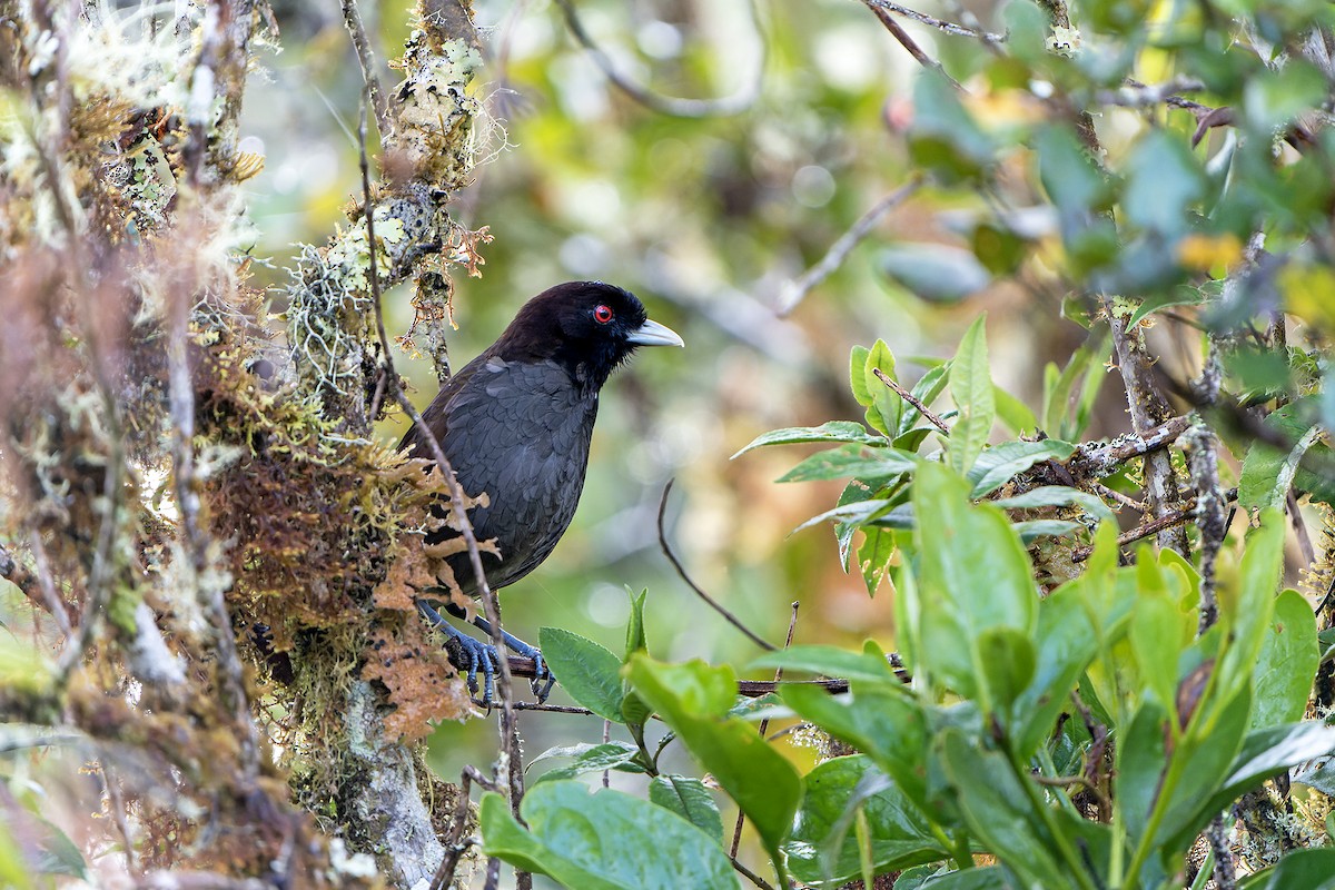 bleknebbmaurpitta - ML614008067