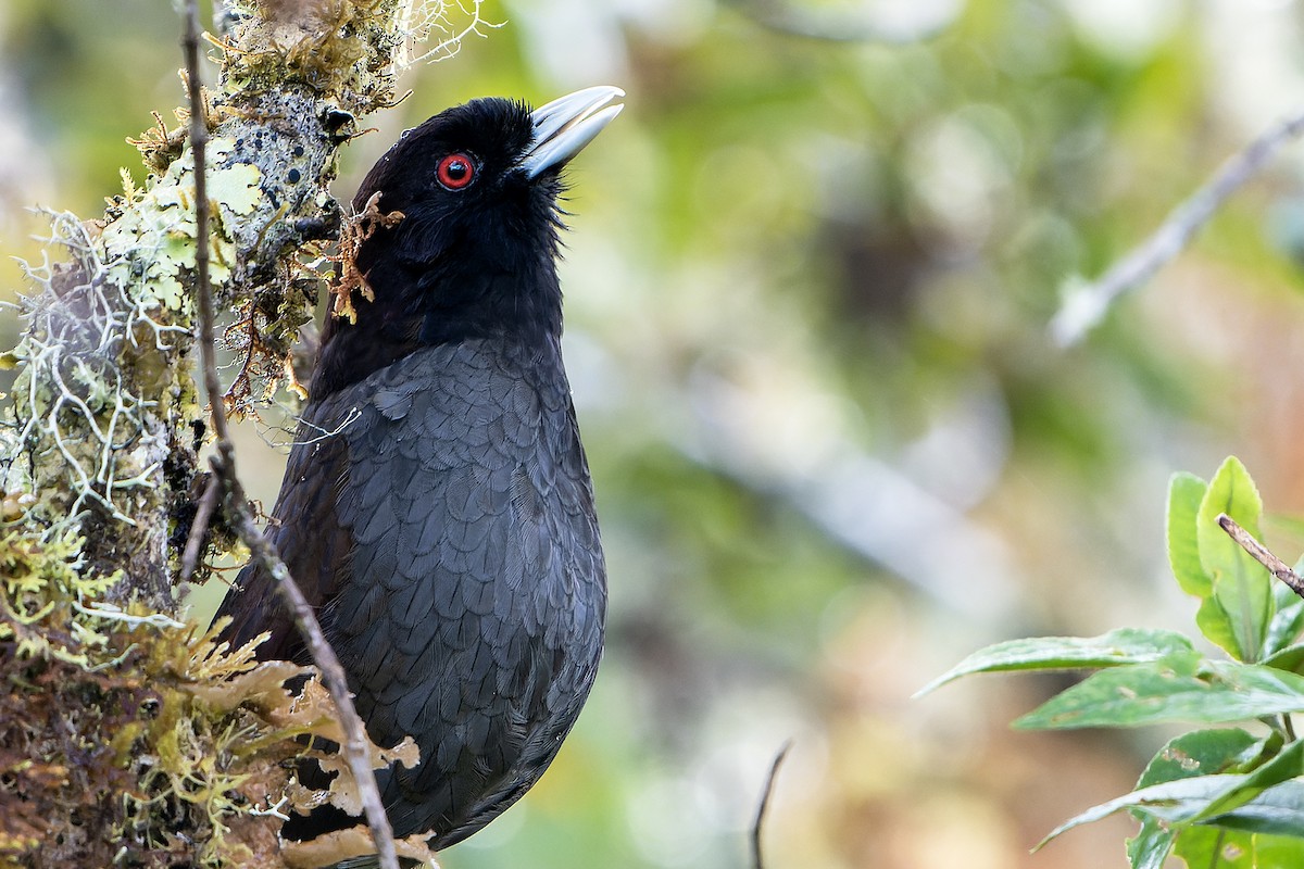 Pale-billed Antpitta - ML614008072