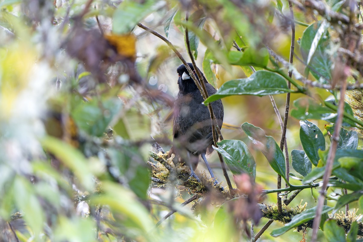 Pale-billed Antpitta - ML614008073