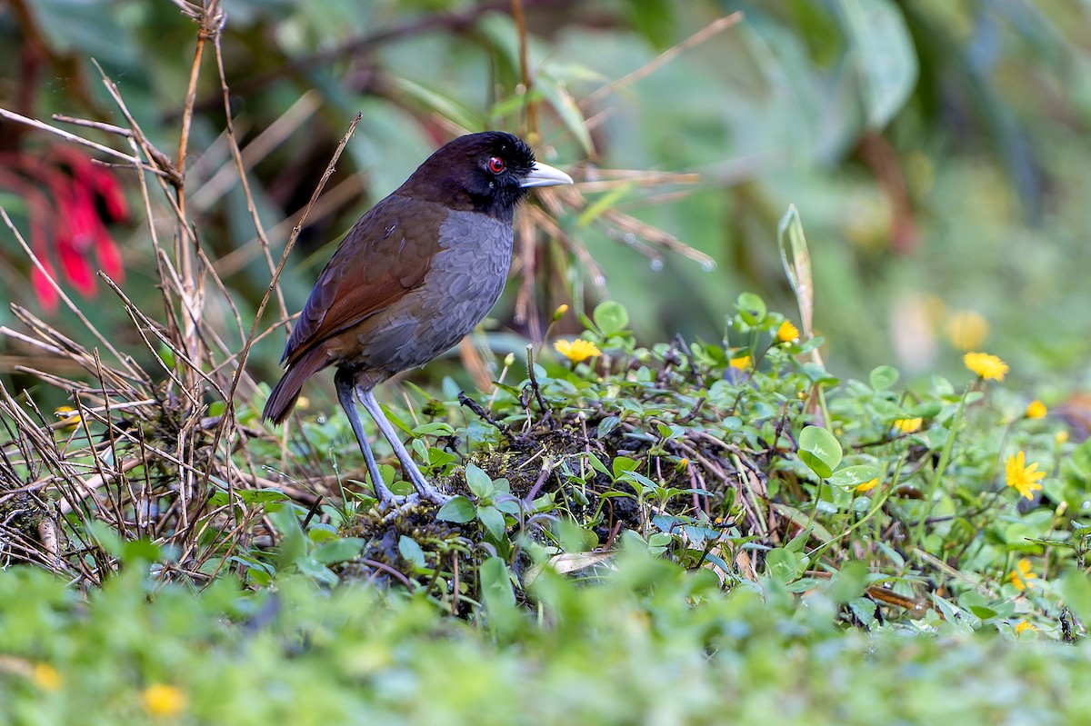 Pale-billed Antpitta - ML614008074