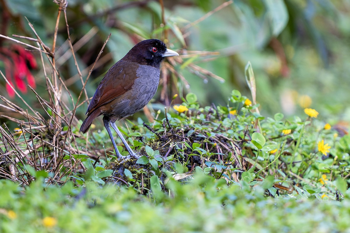 Pale-billed Antpitta - ML614008075