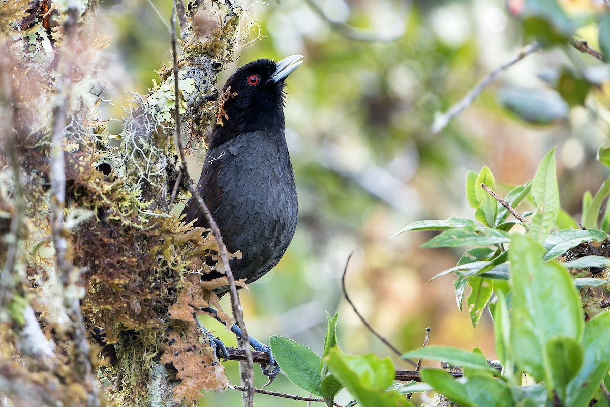 Pale-billed Antpitta - ML614008076