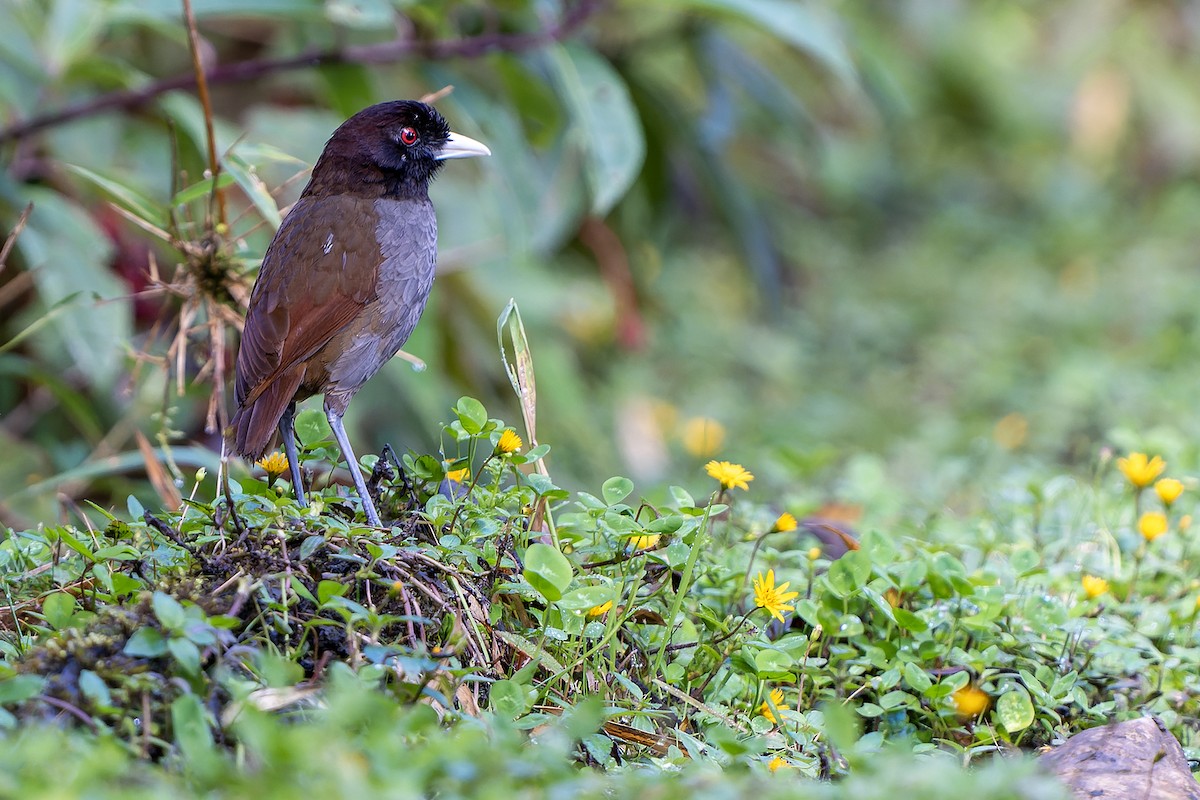 Pale-billed Antpitta - ML614008077