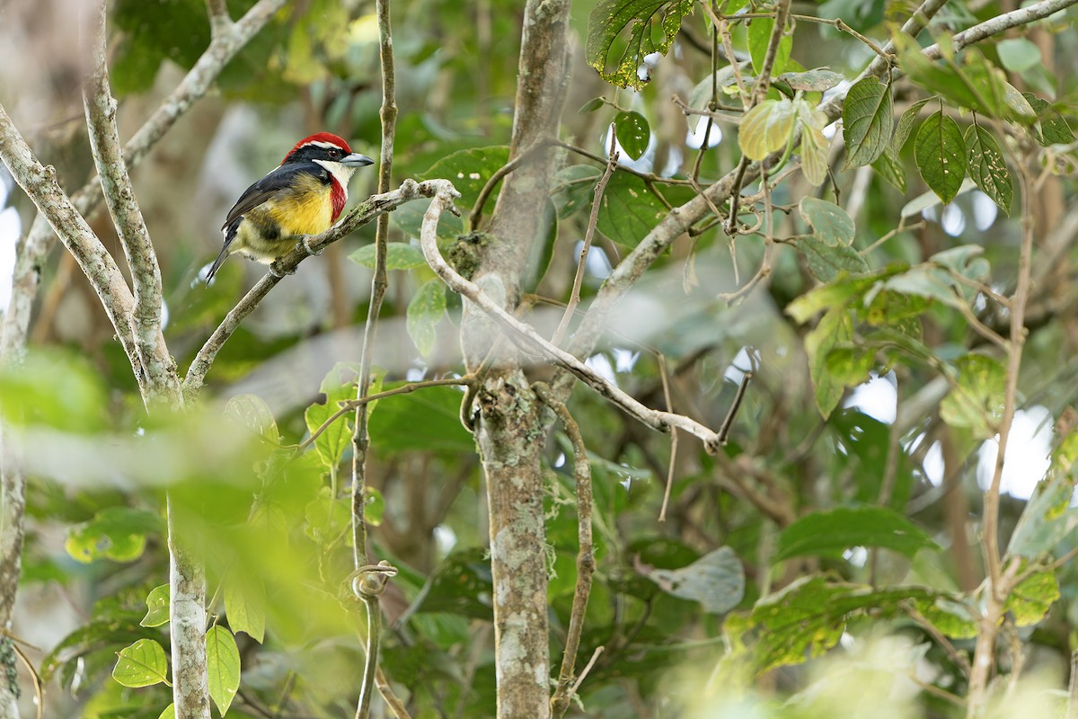 Scarlet-banded Barbet - Daniel López-Velasco | Ornis Birding Expeditions