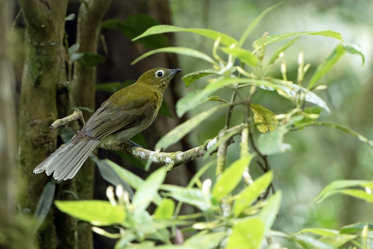 Gray-tailed Piha - Daniel López-Velasco | Ornis Birding Expeditions