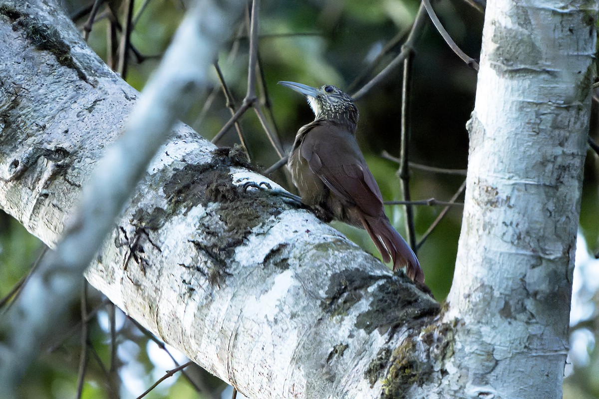 Strong-billed Woodcreeper - ML614008167