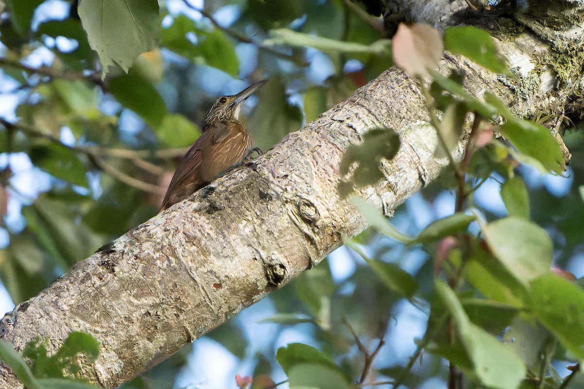 Strong-billed Woodcreeper - ML614008168