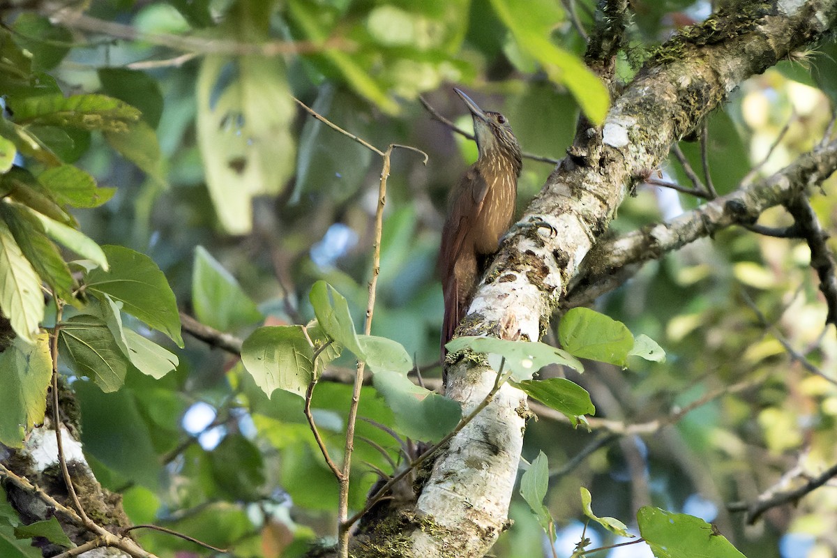 Strong-billed Woodcreeper - ML614008169