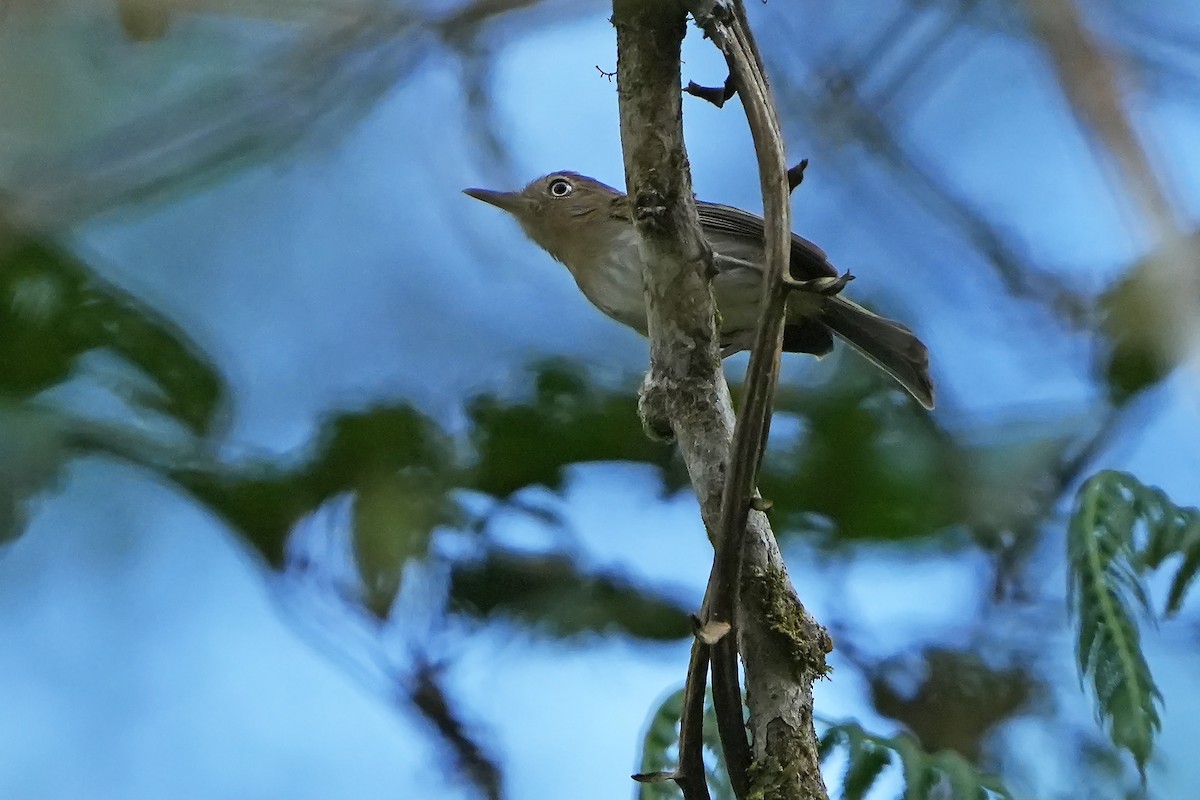 Buff-throated Tody-Tyrant - ML614008178