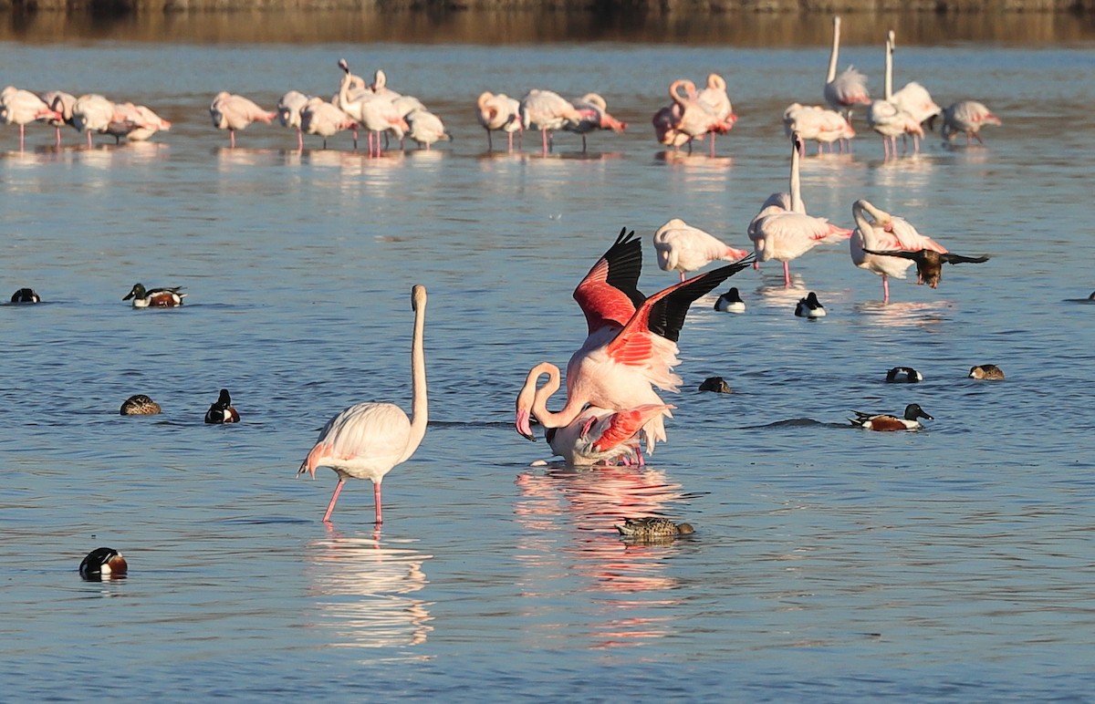 Greater Flamingo - ML614008180