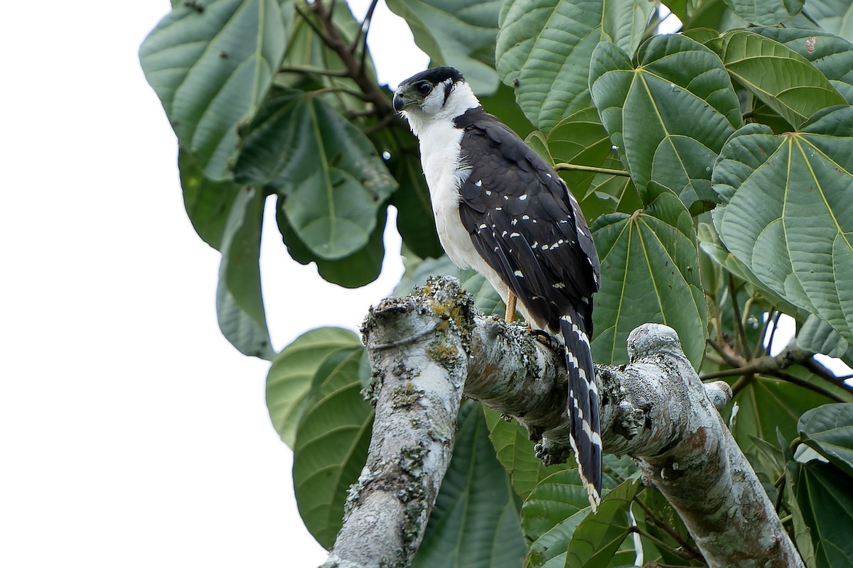 Buckley's Forest-Falcon - Anonymous