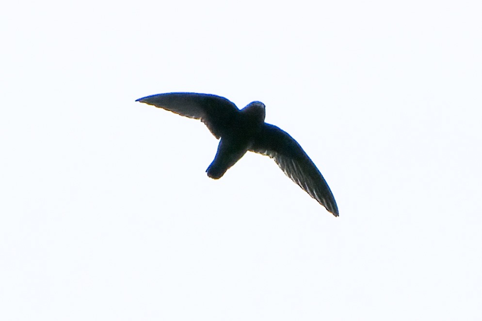 White-chinned Swift - Daniel López-Velasco | Ornis Birding Expeditions