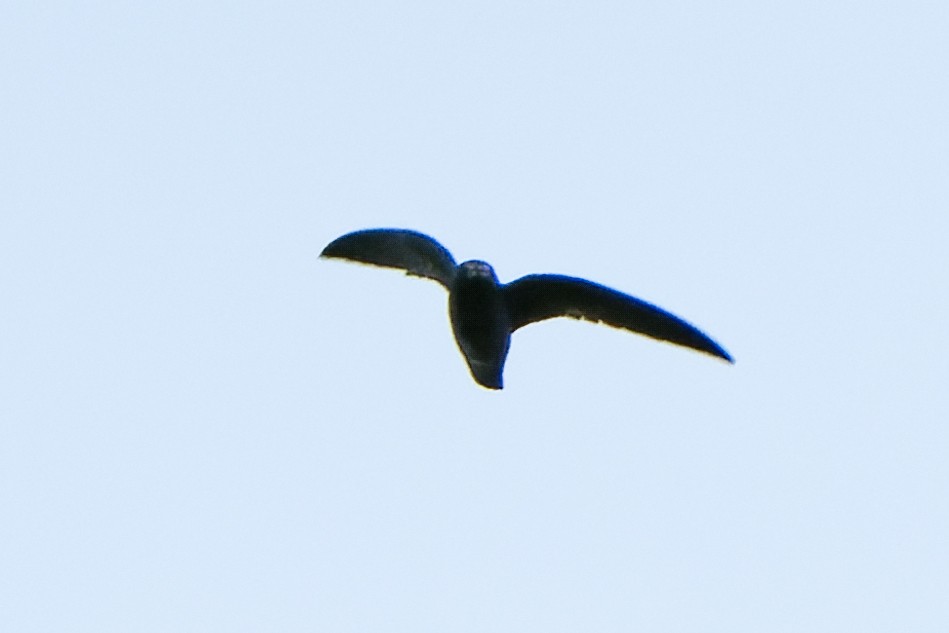 White-chinned Swift - Daniel López-Velasco | Ornis Birding Expeditions