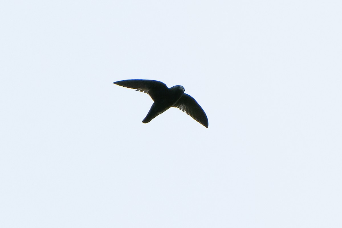 White-chinned Swift - Daniel López-Velasco | Ornis Birding Expeditions