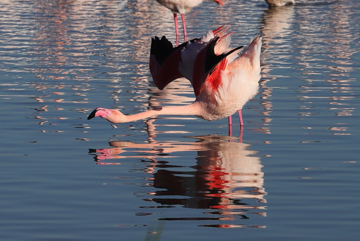 Flamingo - ML614008232