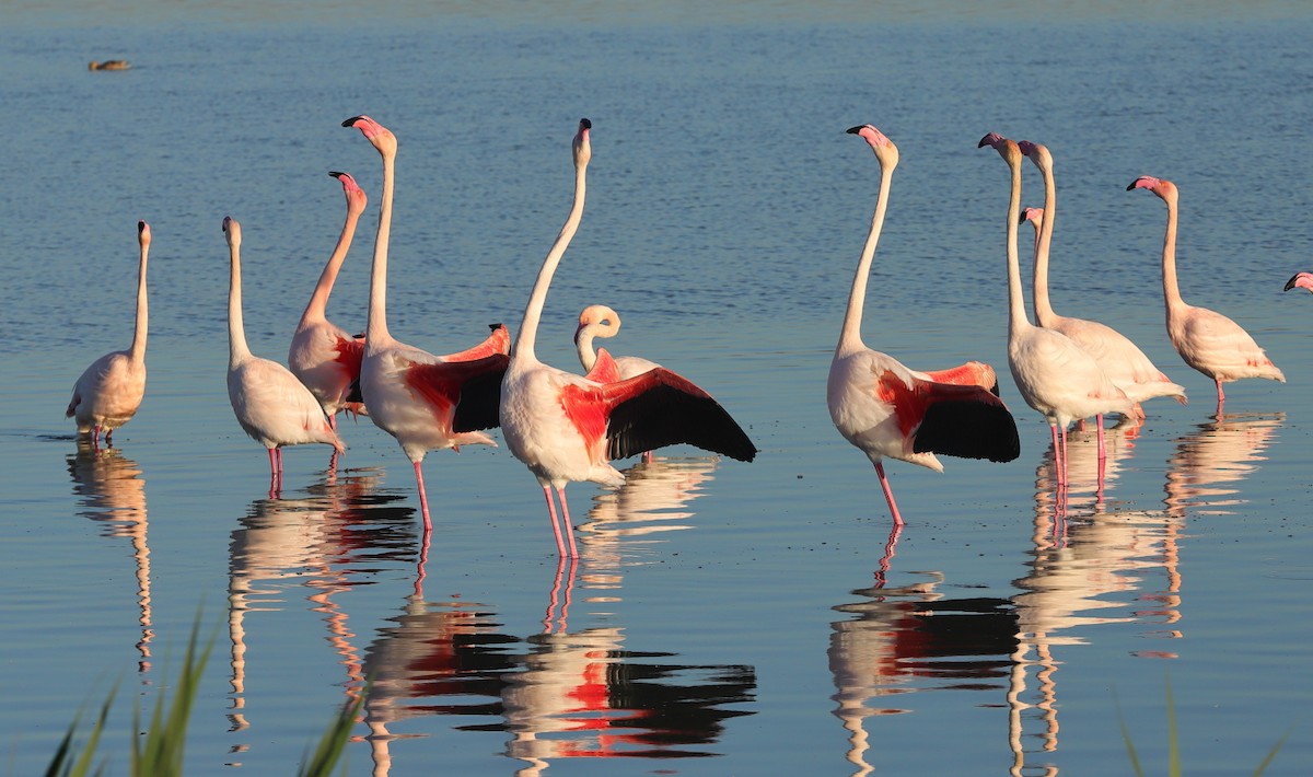 Flamingo - ML614008239