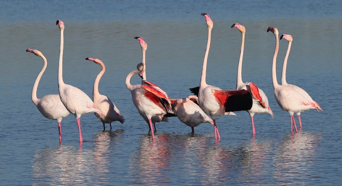 rosenflamingo - ML614008242