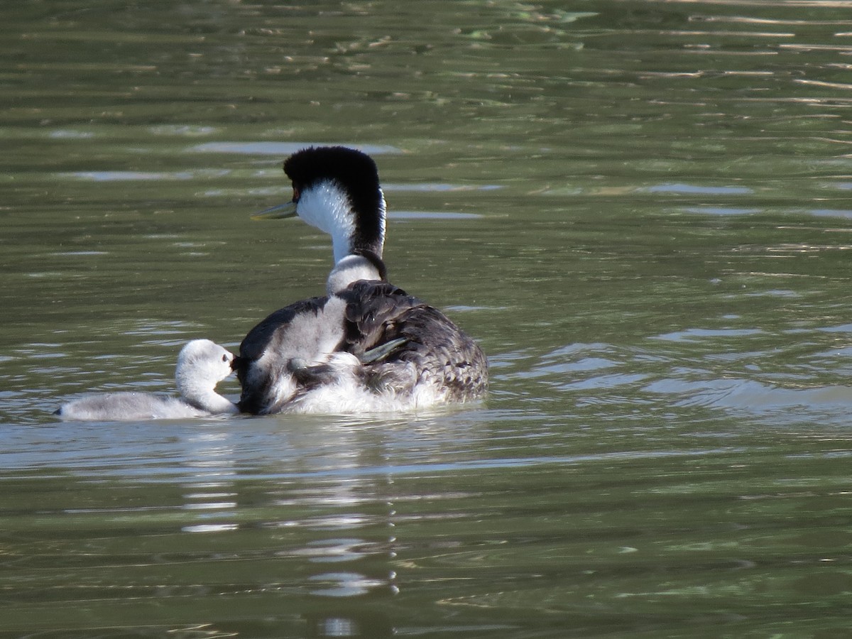 Western Grebe - ML61400831