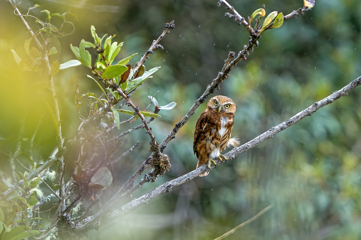 Yungas Pygmy-Owl - ML614008370