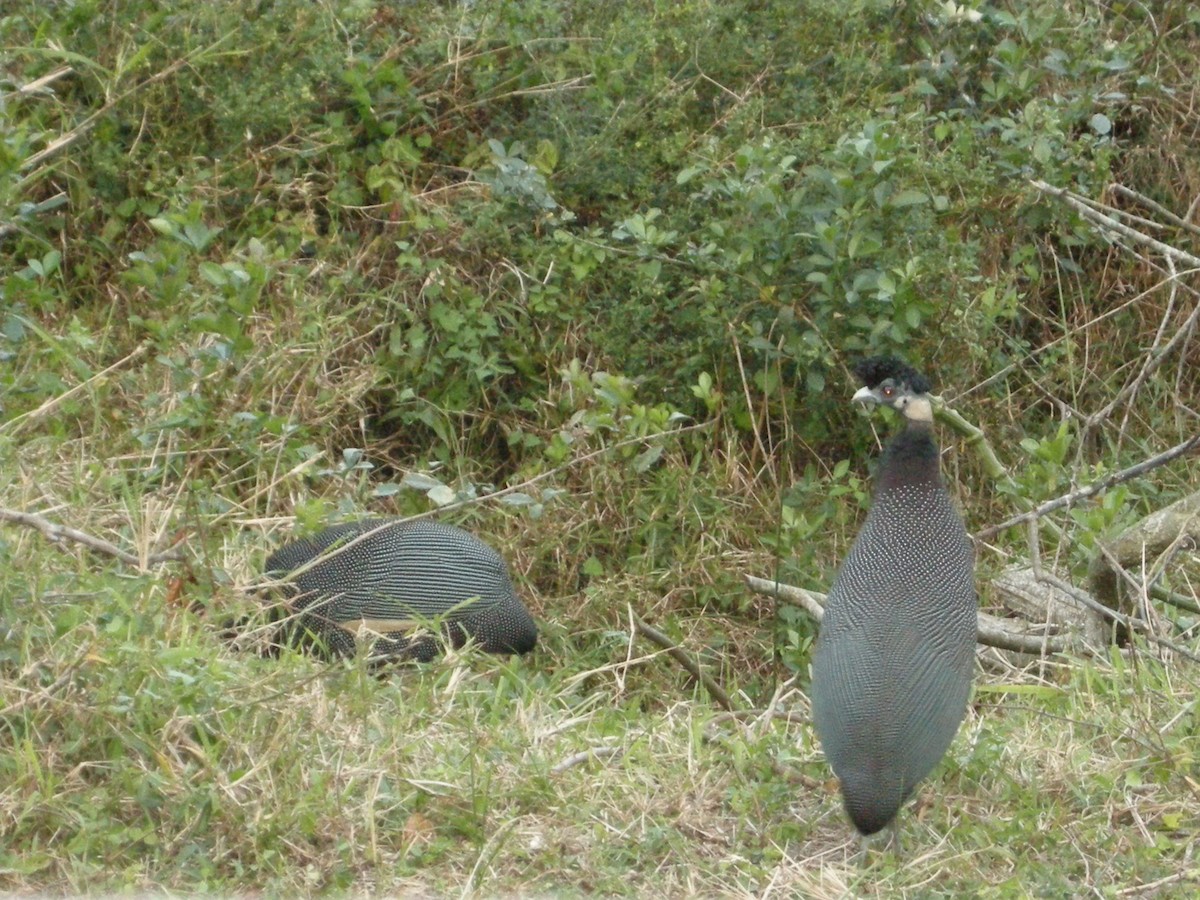 Southern Crested Guineafowl - ML614008372