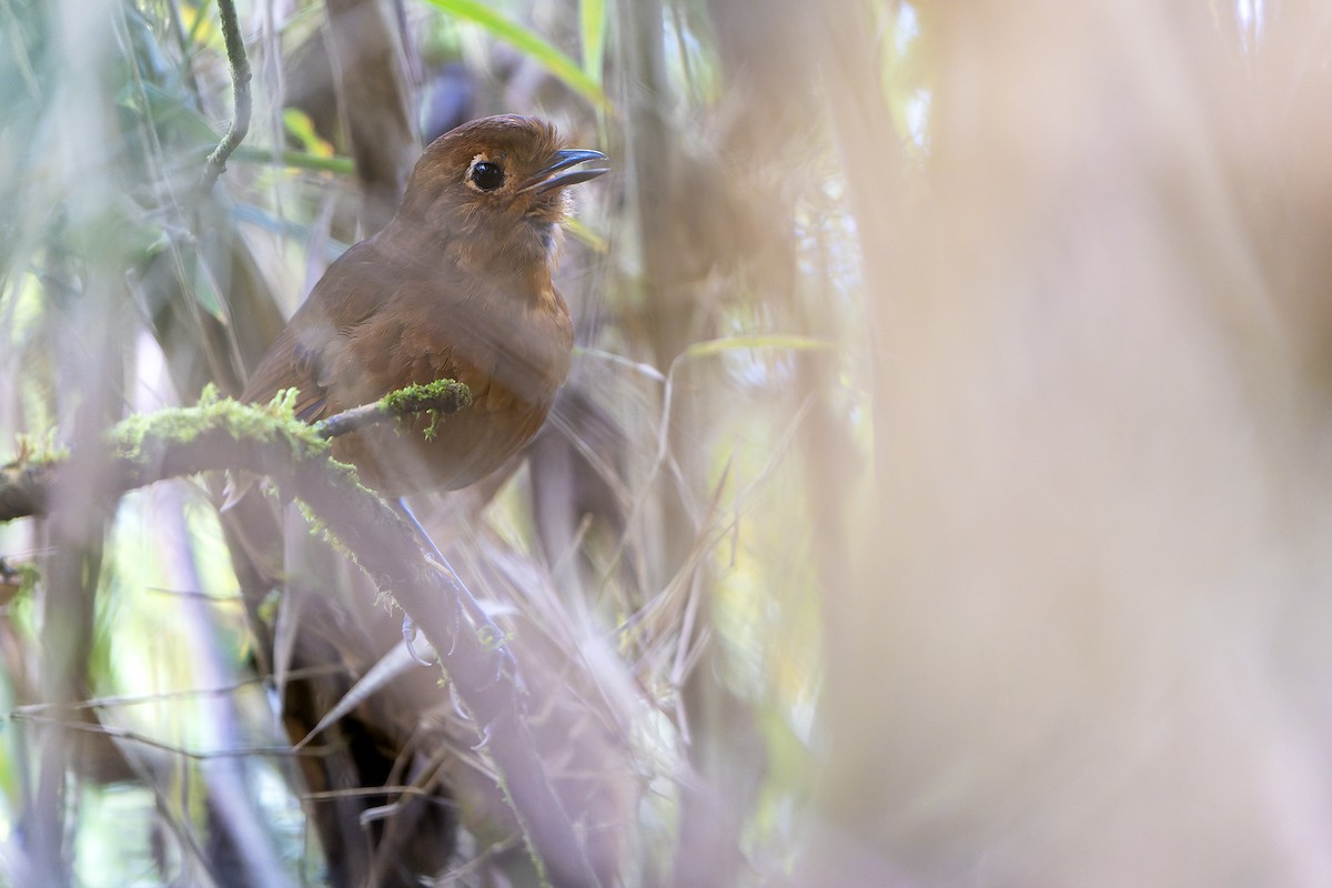 Chachapoyas Antpitta - Daniel López-Velasco | Ornis Birding Expeditions