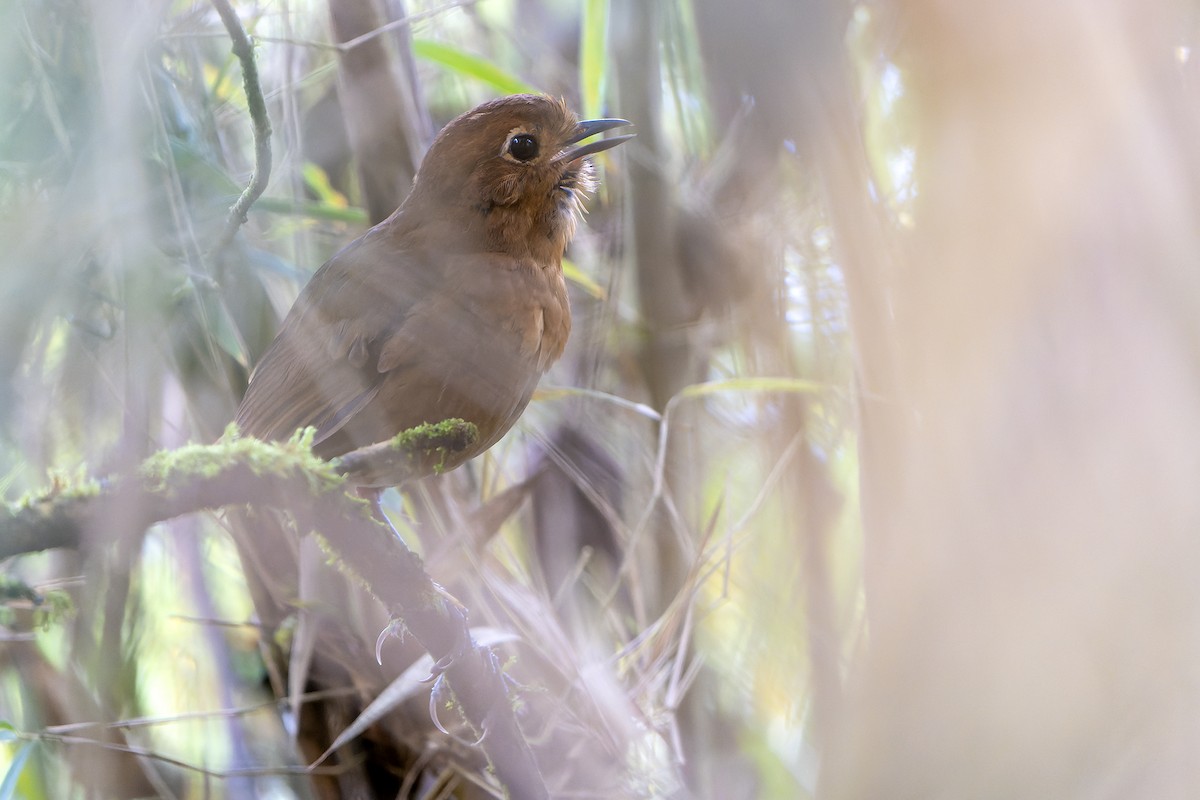 Chachapoyas Antpitta - ML614008376