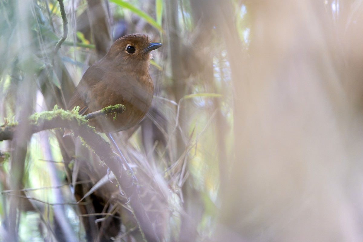 Chachapoyas Antpitta - ML614008377