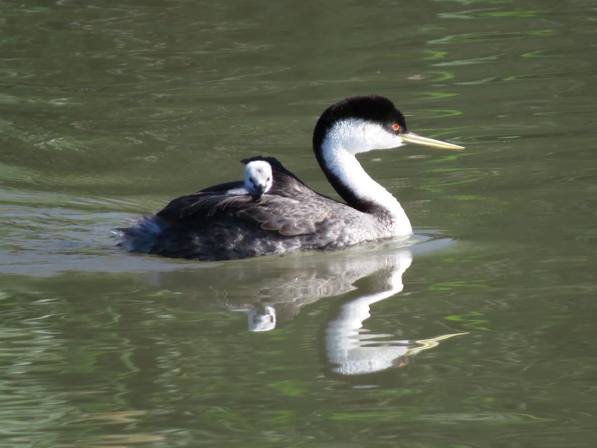 Western Grebe - ML61400841