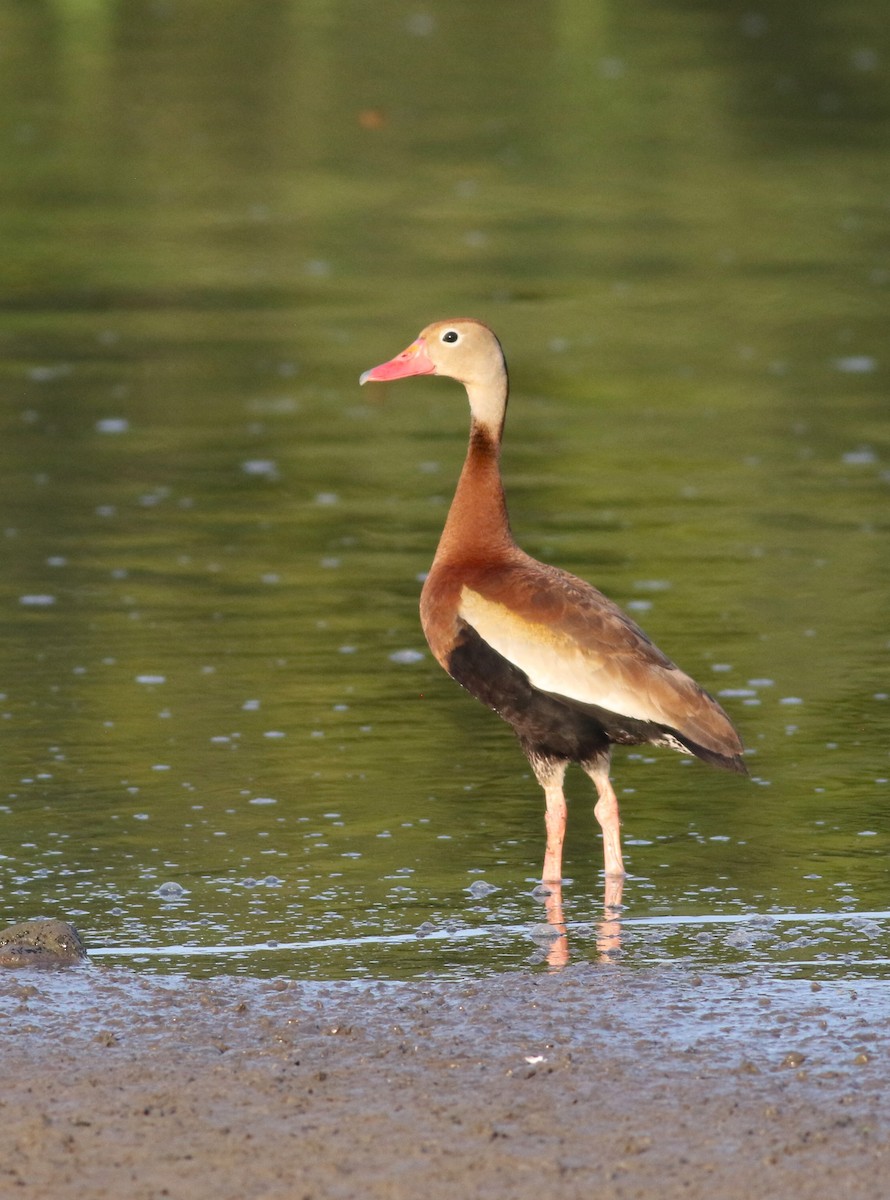 Black-bellied Whistling-Duck - ML614008459