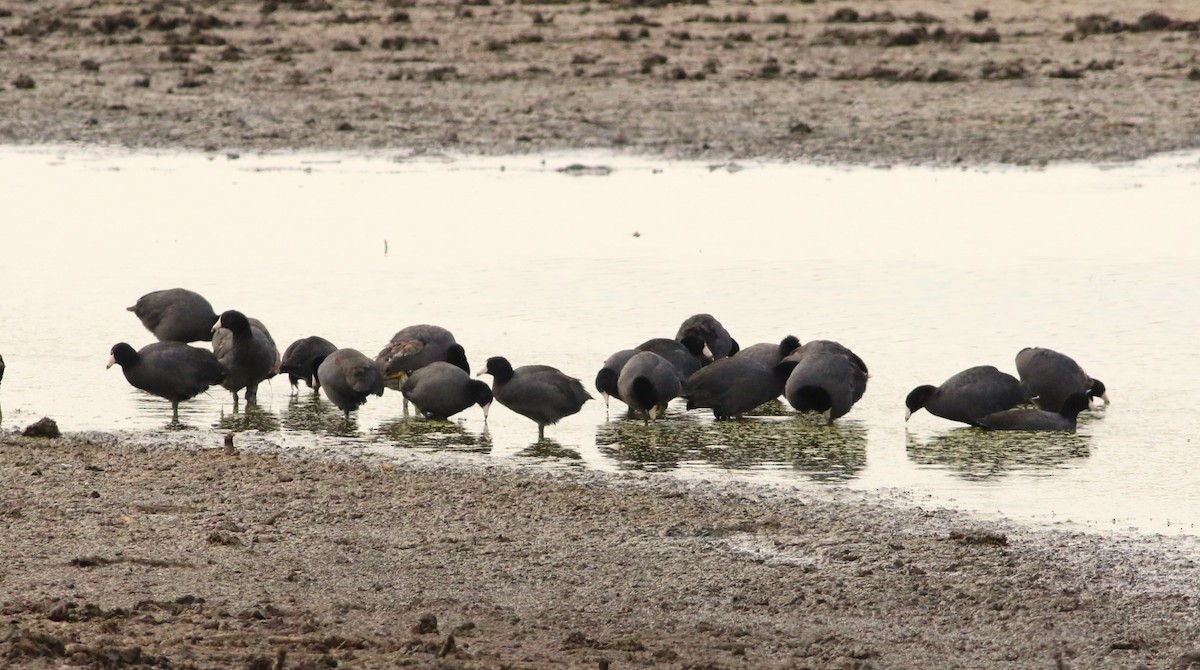 American Coot - ML614008469