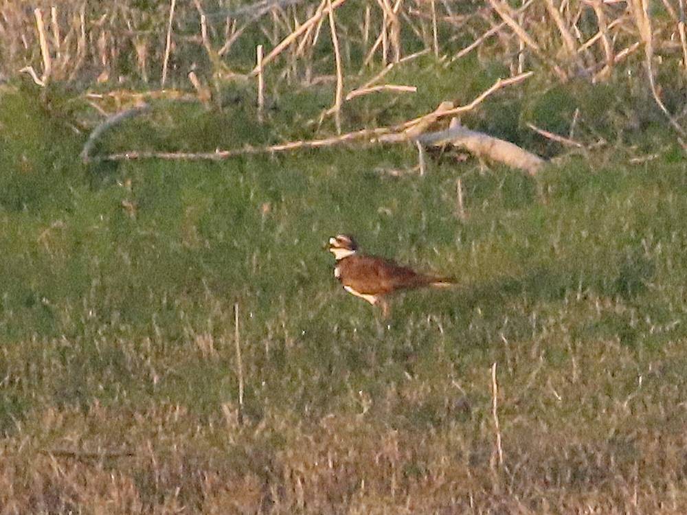 Killdeer - Julio Acosta  ES Tour Guide