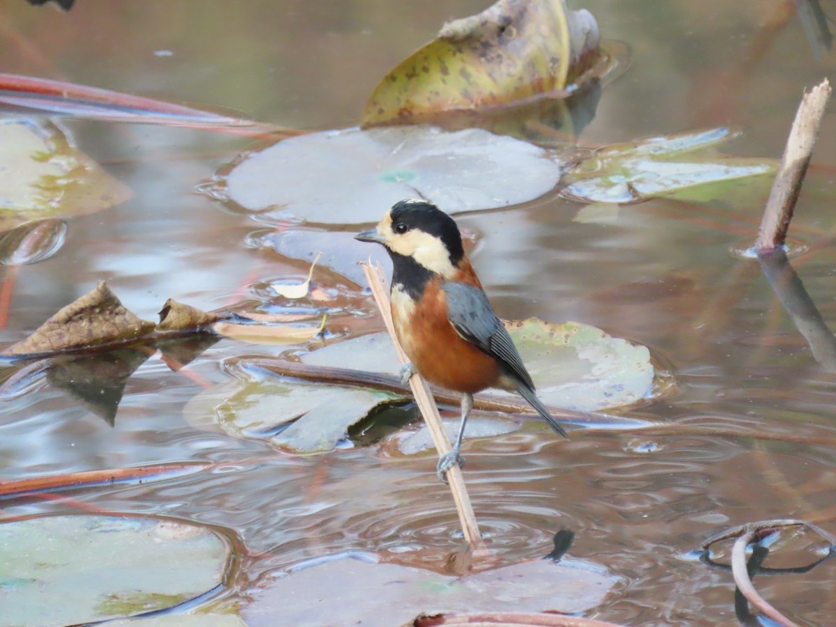 Varied Tit - ML614008513