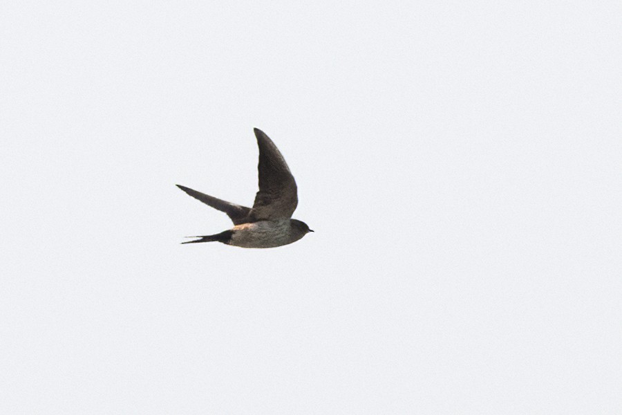 Barn Swallow - ML614008596