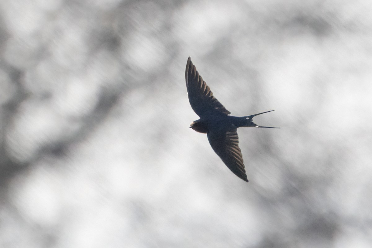 Barn Swallow - ML614008598