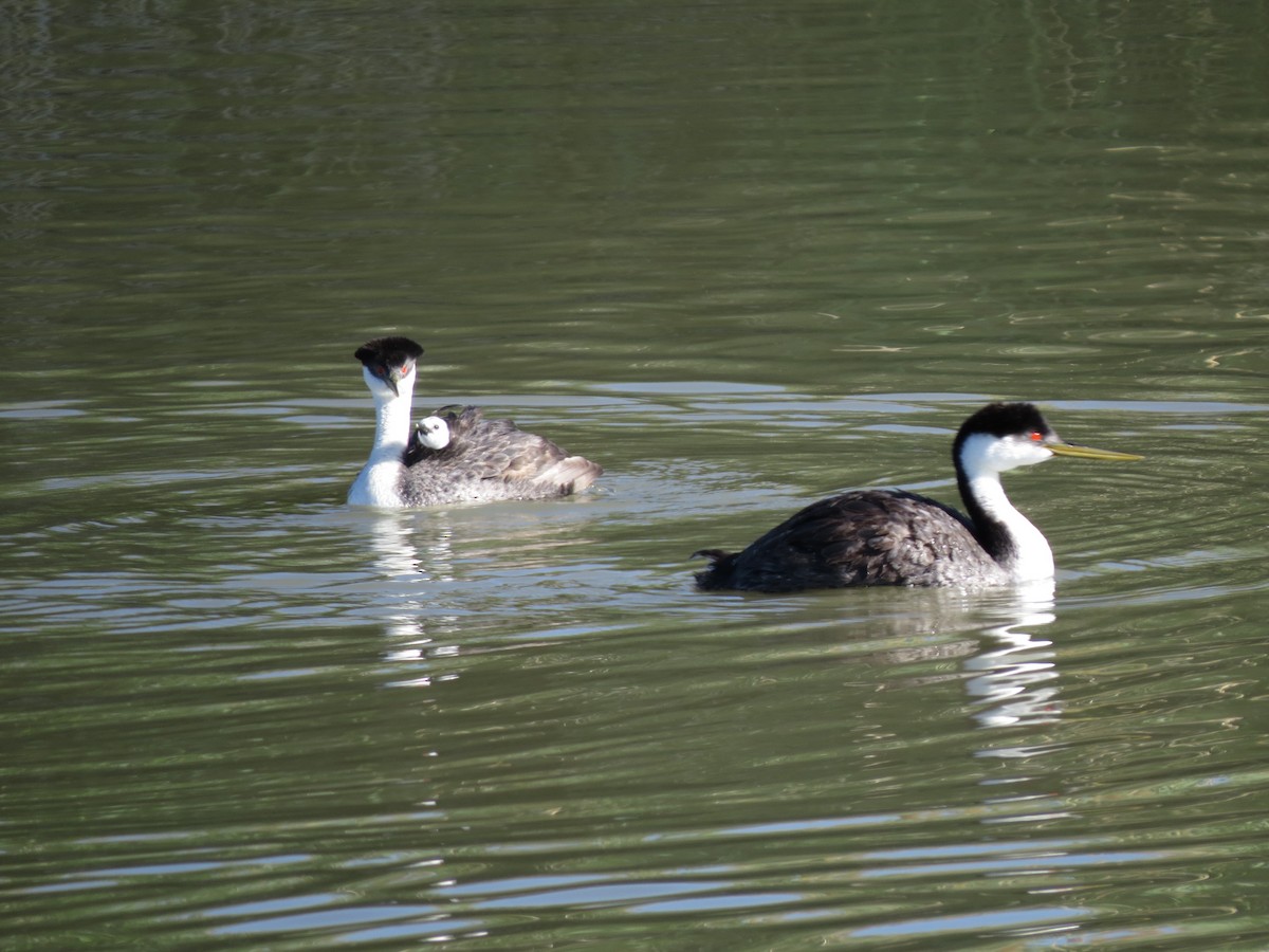 Western Grebe - ML61400861