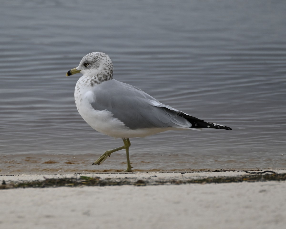 Ring-billed Gull - ML614008612