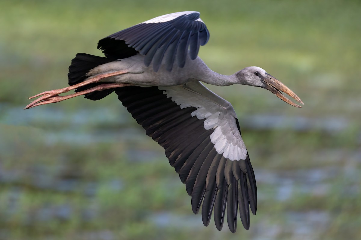 Asian Openbill - ML614008680