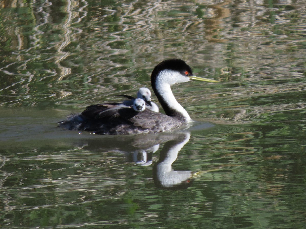 Western Grebe - ML61400871