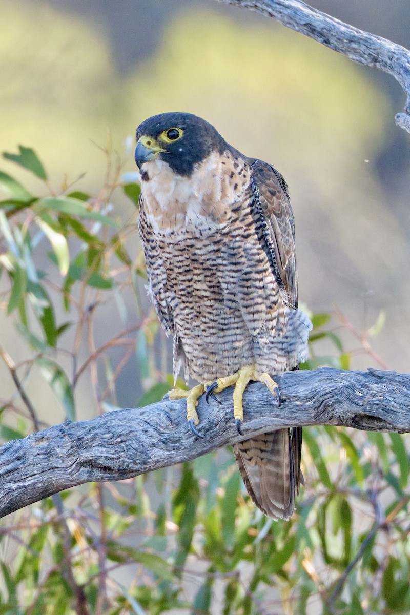 Peregrine Falcon - ML614008725