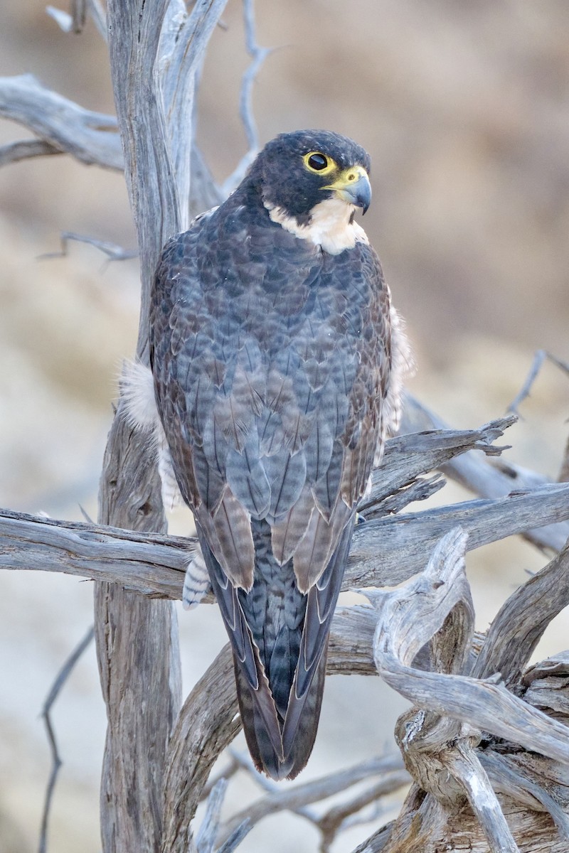 Peregrine Falcon - ML614008726