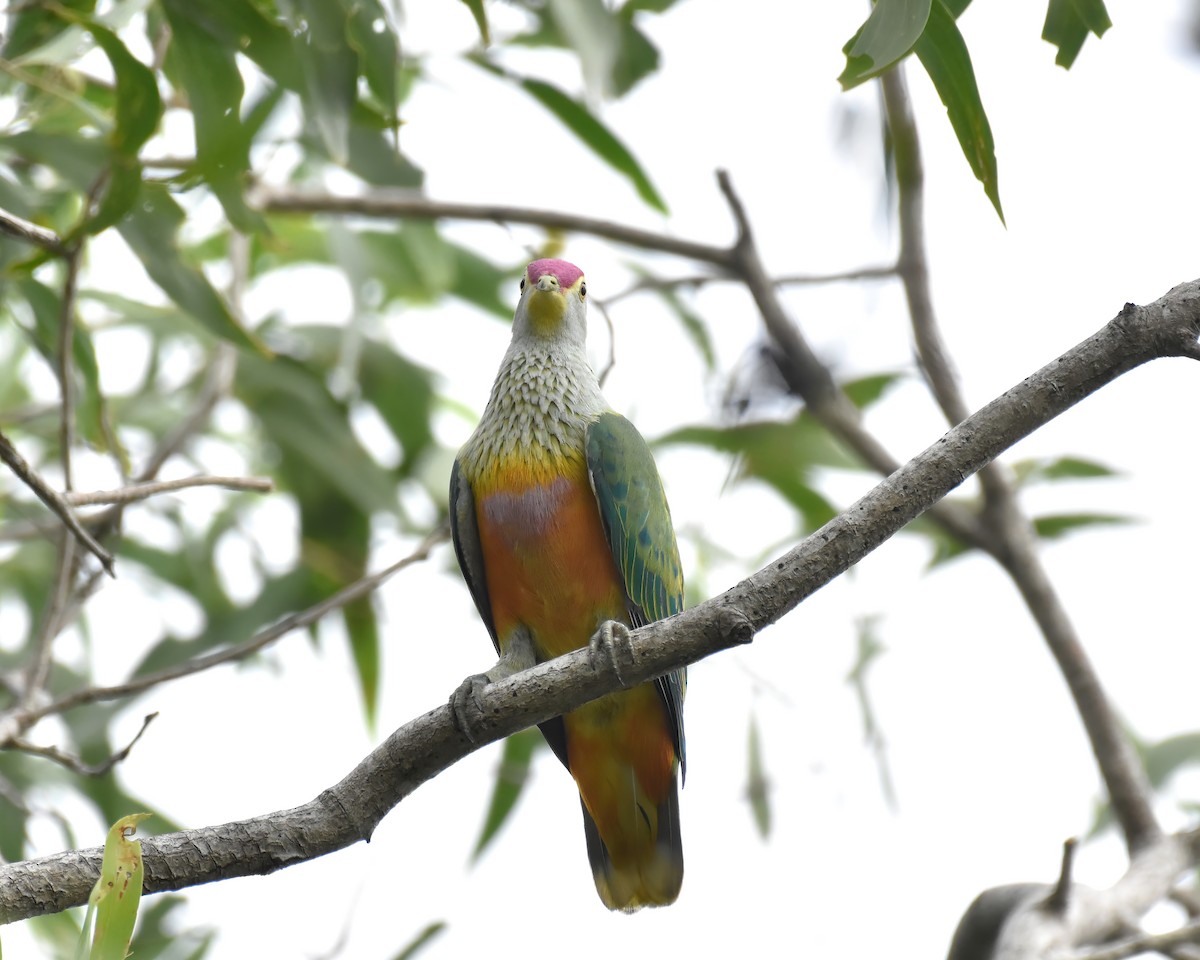 Rose-crowned Fruit-Dove - ML614008759