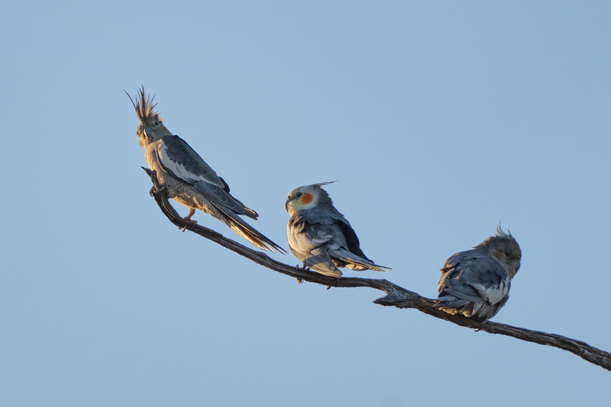 Cockatiel - ML614008763