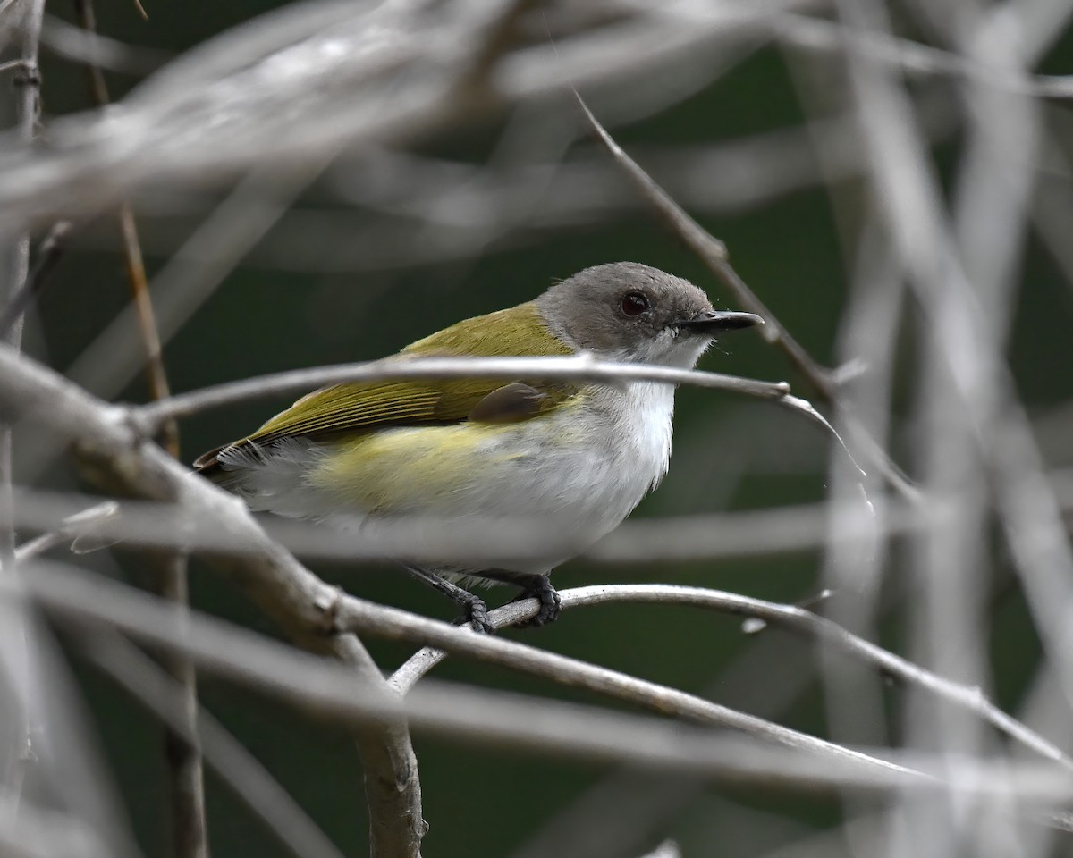 Green-backed Gerygone - ML614008771