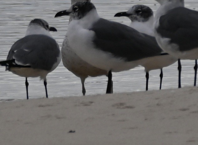 Laughing Gull - ML614008773