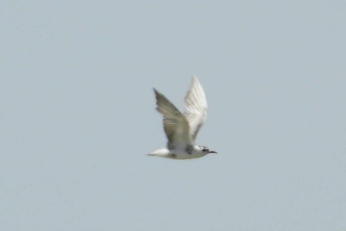 Black Tern - ML614008782