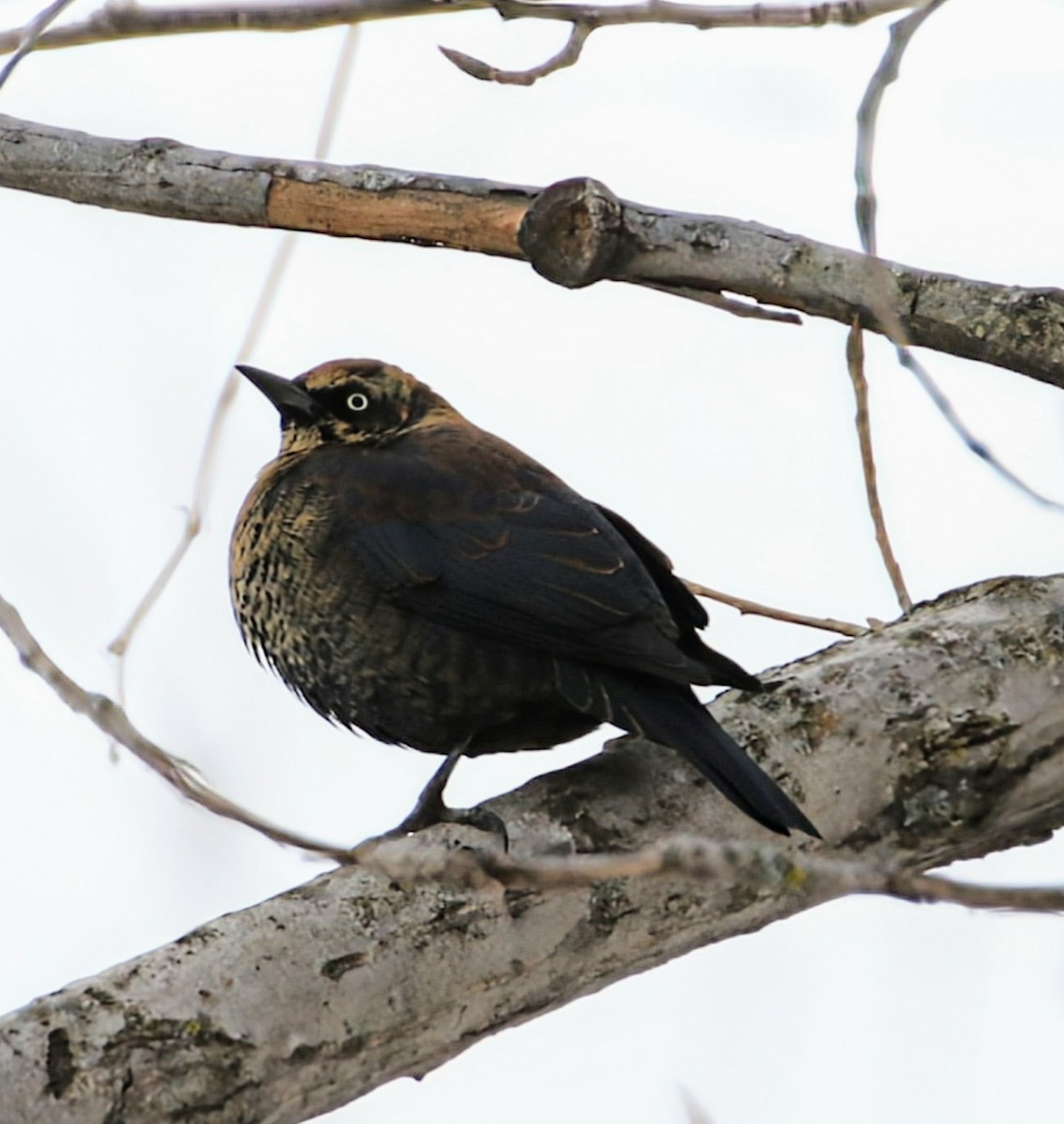 Rusty Blackbird - Phil Mills