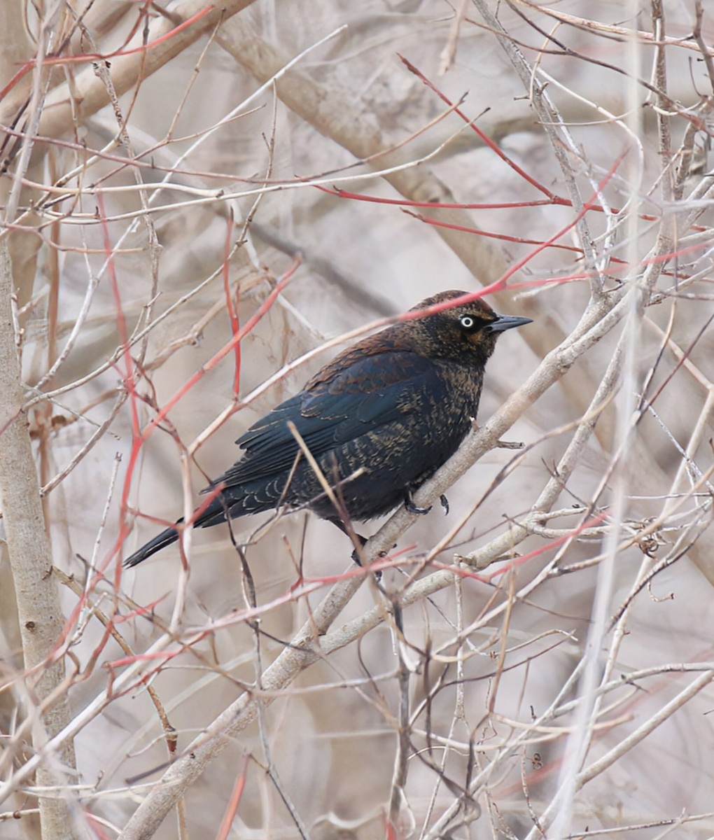 Rusty Blackbird - Phil Mills