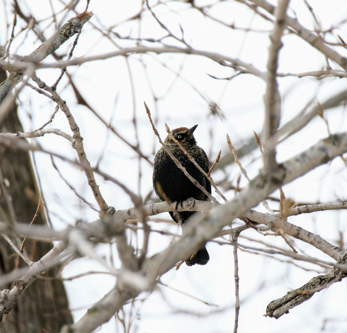 Rusty Blackbird - ML614008792